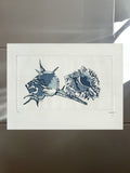 Les Coquillages - Gravure
