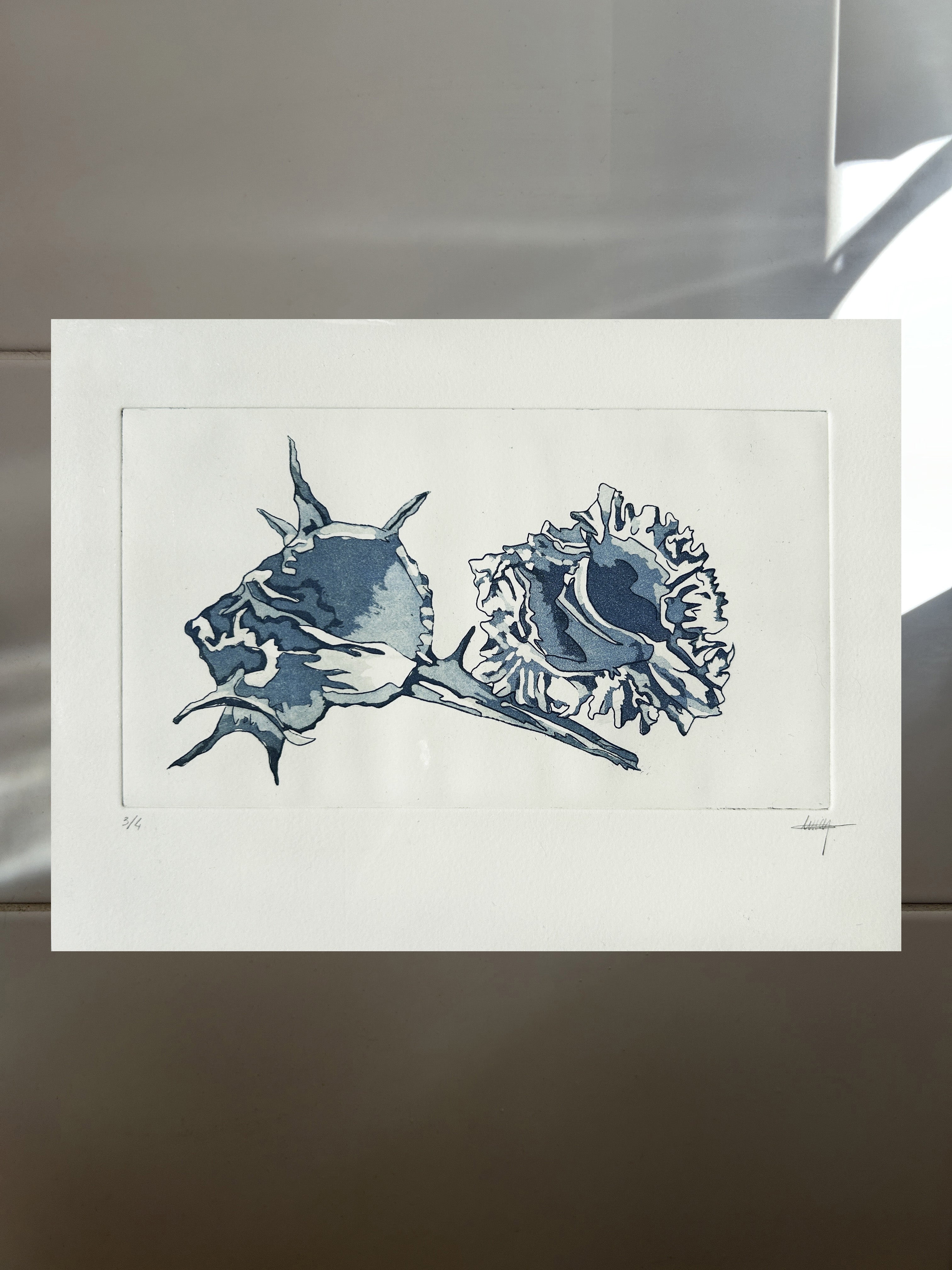 Les Coquillages - Gravure