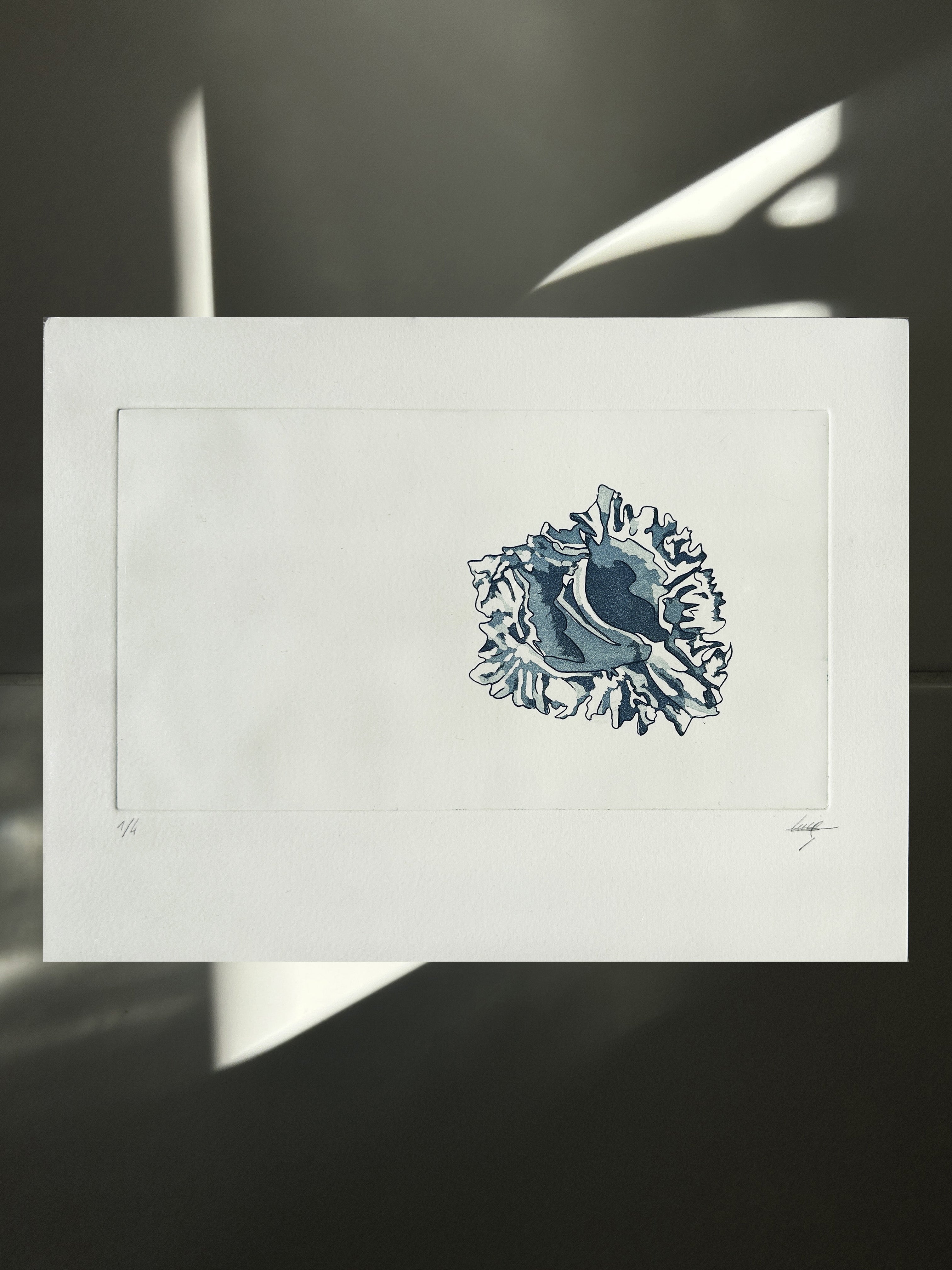 Le coquillage - Gravure