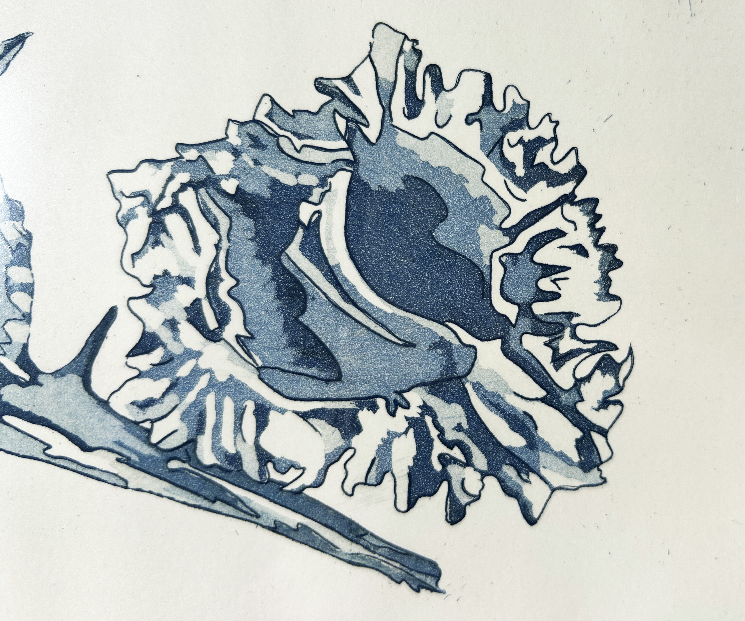 Les Coquillages - Gravure