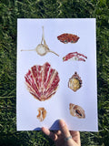 Coquillage - Print